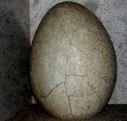 Phát hiện trứng đà điểu 5000 năm tuổi