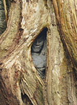 Angkor, ngôi nhà của thần linh