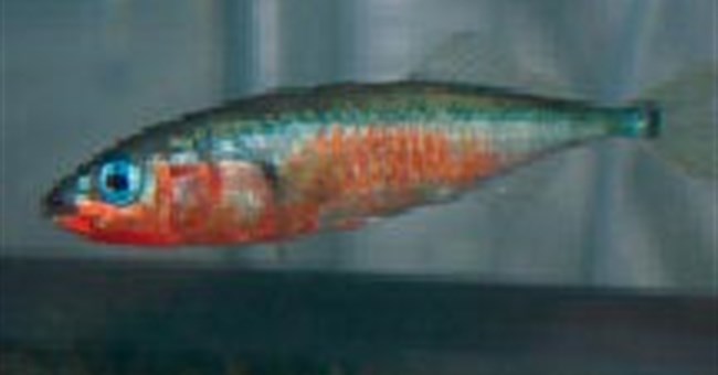 Những người mẹ giống đực: Chất thải perchlorate đực hóa loài cá