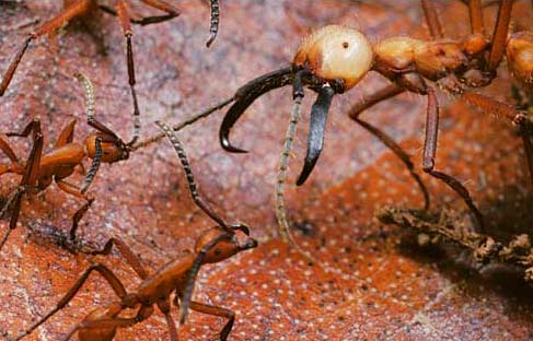 Ection burchellii và Ection hamatum là hai nhóm kiến luôn luôn đối đầu nhau