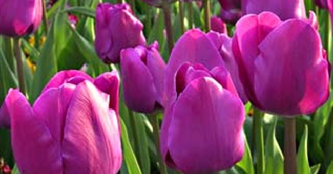 Vì sao hoa biết mùa xuân đến?