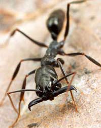 Loài kiến với tốc độ cắn kỷ lục