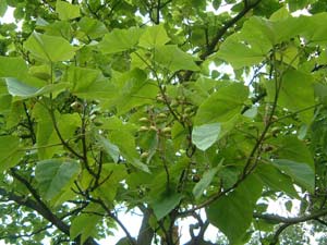 Paulownia - Loài cây cứu rừng