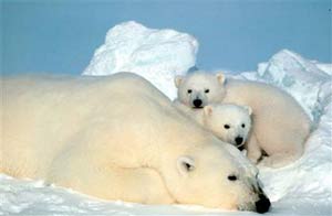 Bộ phận sinh dục của gấu Bắc cực ngày càng nhỏ