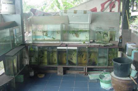 Biết về cá của mình (phần 1)