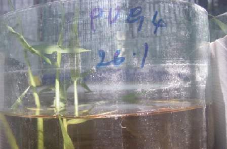 Biết về cá của mình (phần 2)
