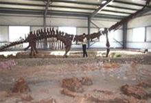 TQ phát hiện hóa thạch loài khủng long mới