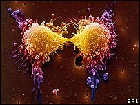 Phát hiện "người hành hình" các tế bào ung thư