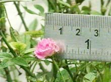 Hoa hồng có đường kính... 1cm
