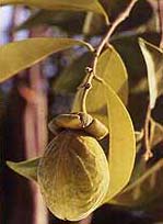 Kỳ nam và Trầm hương
