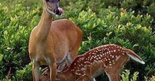 Hươu mẹ không nhận ra tiếng con