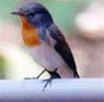 Phát hiện loài chim mới ở Nepal