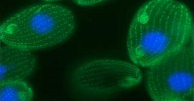 Một tế bào Tetrahymena thermophila có 25.000 gien