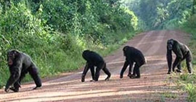 Tinh tinh biết xả thân vì đồng loại