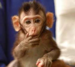 Loài khỉ có khả năng bắt chước từ khi mới sinh
