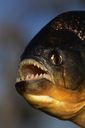 Mỹ: Xuất hiện loài cá lưỡng tính do ô nhiễm nguồn nước