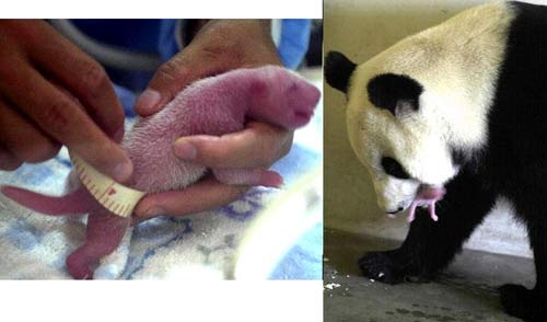 Gấu trúc con chết vì bị mẹ đè