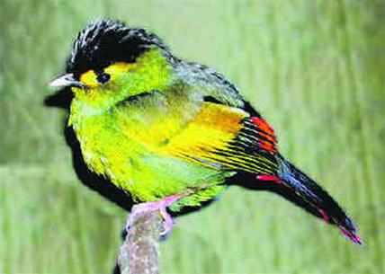 Phát hiện loài chim quý hiếm mới ở Ấn Độ