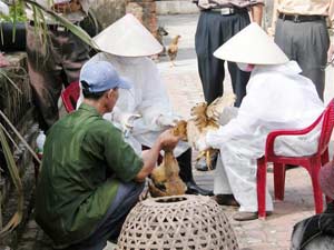 Triển vọng mới chống đại dịch cúm gia cầm