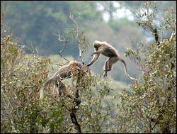 Loài khỉ cũng biết chọn quả chín
