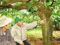 Cán bộ Trung tâm Nông nghiệp huyện Di Linh, Lâm Đồng đang khảo sát mật độ ve sầu trên cây cà phê. 