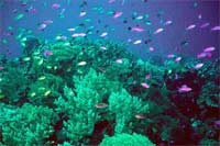 Thái Lan: Thay san hô bằng đá ngầm nhân tạo