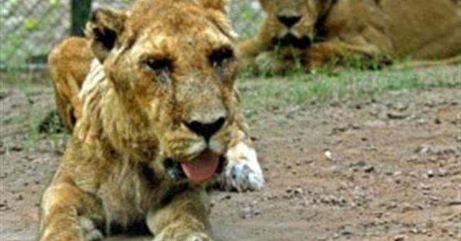 Thí nghiệm thảm họa tại vườn thú Ấn Độ