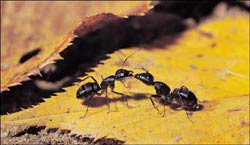Gây một cuộc “nội chiến” để tiêu diệt loài kiến