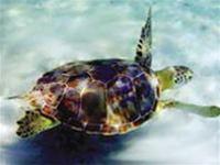 Tặng 13 con rùa biển cho khu bảo tồn biển