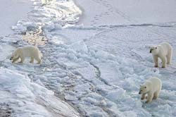 Gấu Bắc Cực có thể bị tuyệt chủng?