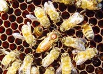 Ong chúa càng lăng nhăng, đàn ong càng khoẻ mạnh