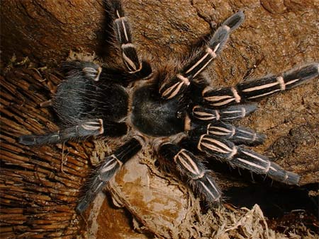Loài nhện vằn Costa Rica - Aphonopelma seemanni