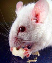 Nhân bản chuột từ tế bào bạch cầu