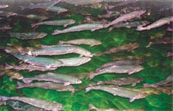 Lâm Đồng: Thử nghiệm nuôi cá hồi nước lạnh
