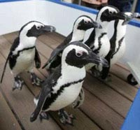 Chim cánh cụt diễu hành tại công viên Hải Dương, Nhật Bản