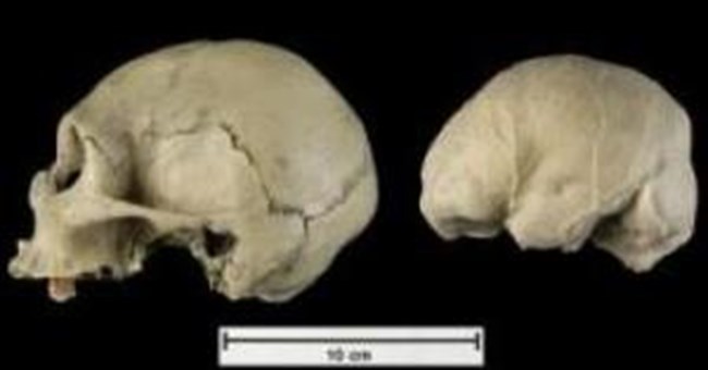 Hóa thạch "Hobbit" không phải là của một giống người mới thuộc họ người Homonid.