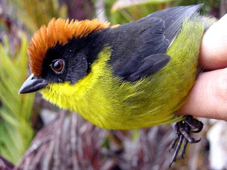 Phát hiện loài chim đa sắc mới ở Colombia