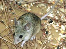 Phát hiện một loài chuột mới tại đảo Cyprus