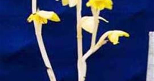 Phát hiện một loài lan mới