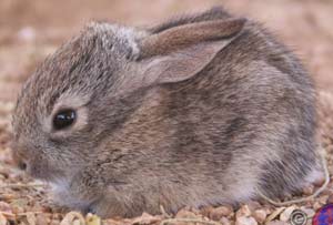 Thỏ con học tập về mùi nhờ pheromone trong sữa mẹ