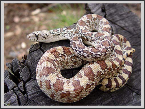 Giai điệu Sonoran