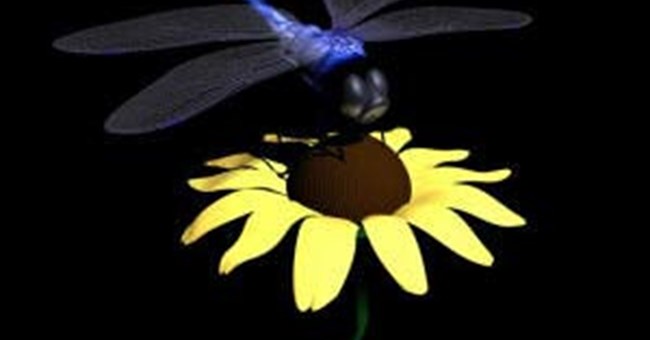 Kiểu ngụy trang kỳ lạ của chuồn chuồn