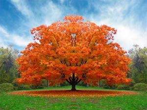 Lá cây đỏ khi thu đến để chống stress