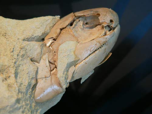 Australia: Phát hiện hóa thạch một loài cá có niên đại 380 triệu năm