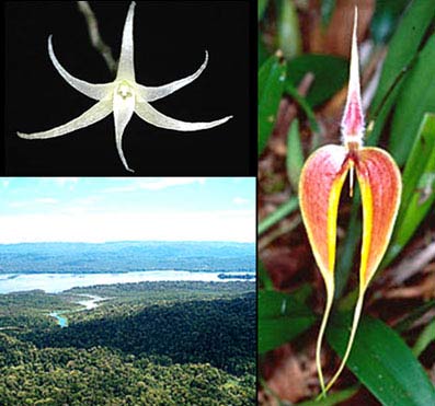 30 giống lan mới phát hiện ở Papua New Guinée