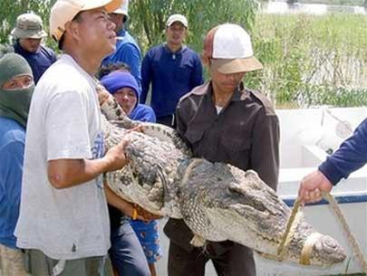 Thái Lan: báo động cá sấu sổng chuồng