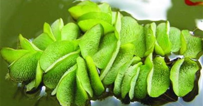 Cảnh giác trước bèo tai chuột lớn