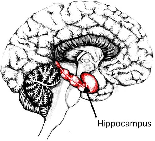 Vùng hippocampus trong não. 