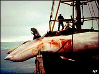 Iceland phạm luật cấm săn cá voi