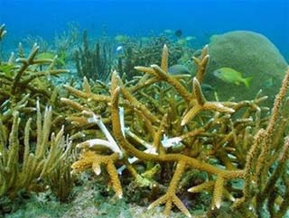 Thế giới sẽ không còn san hô?